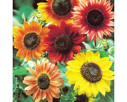 Zonnebloem (Helianthus annuus) - Avondzon mix - Bijen-Vlinders - Snijbloemen - bloeit in Oktober / Juli / Augustus / September