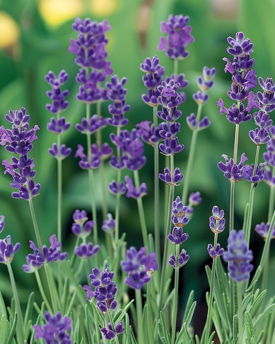 Echte Lavendel Zaden Lavandula Angustifolia Meerjarig Kruid