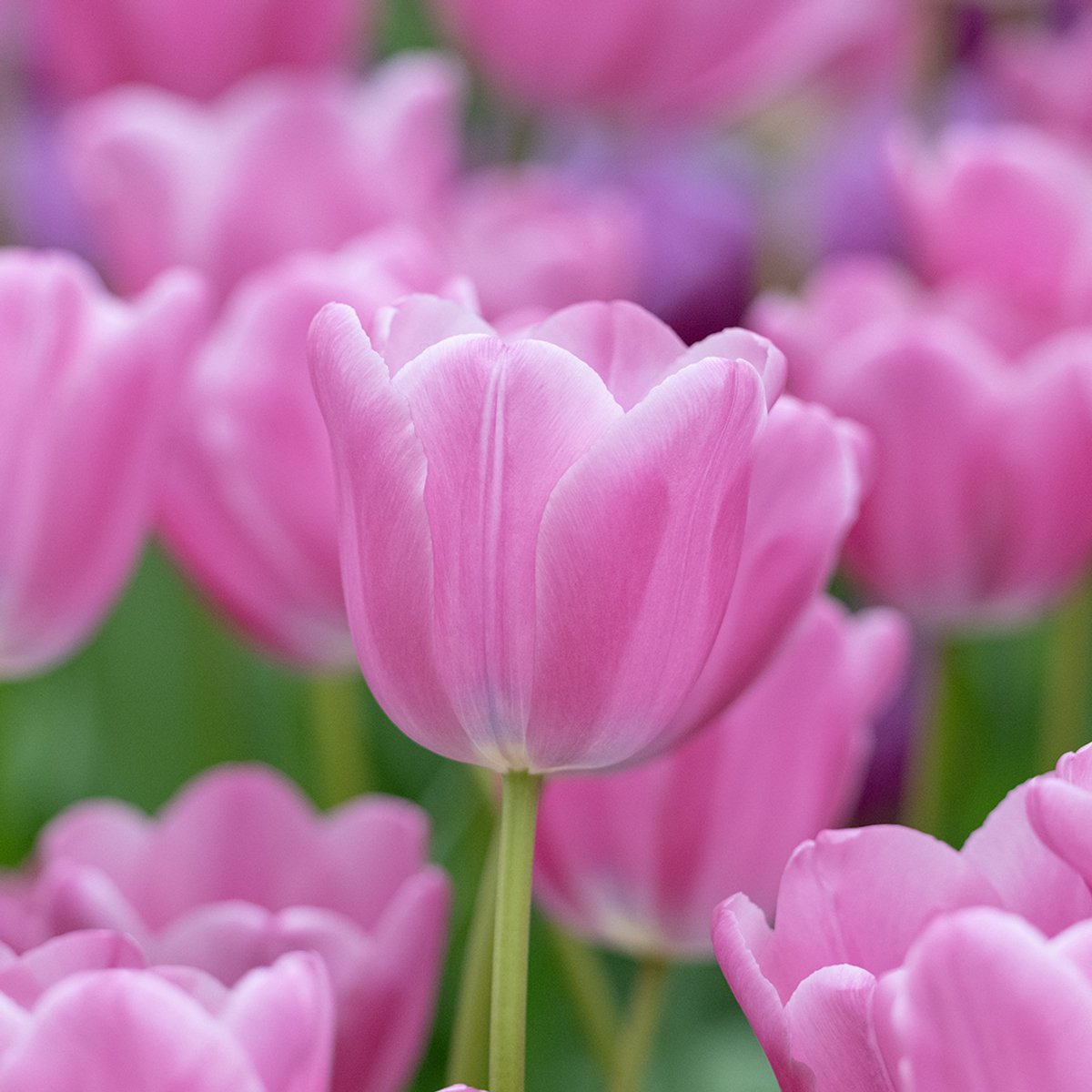 Tulp Lincoln | 10 stuks | Roze | Tulpenbollen | Snijbloem