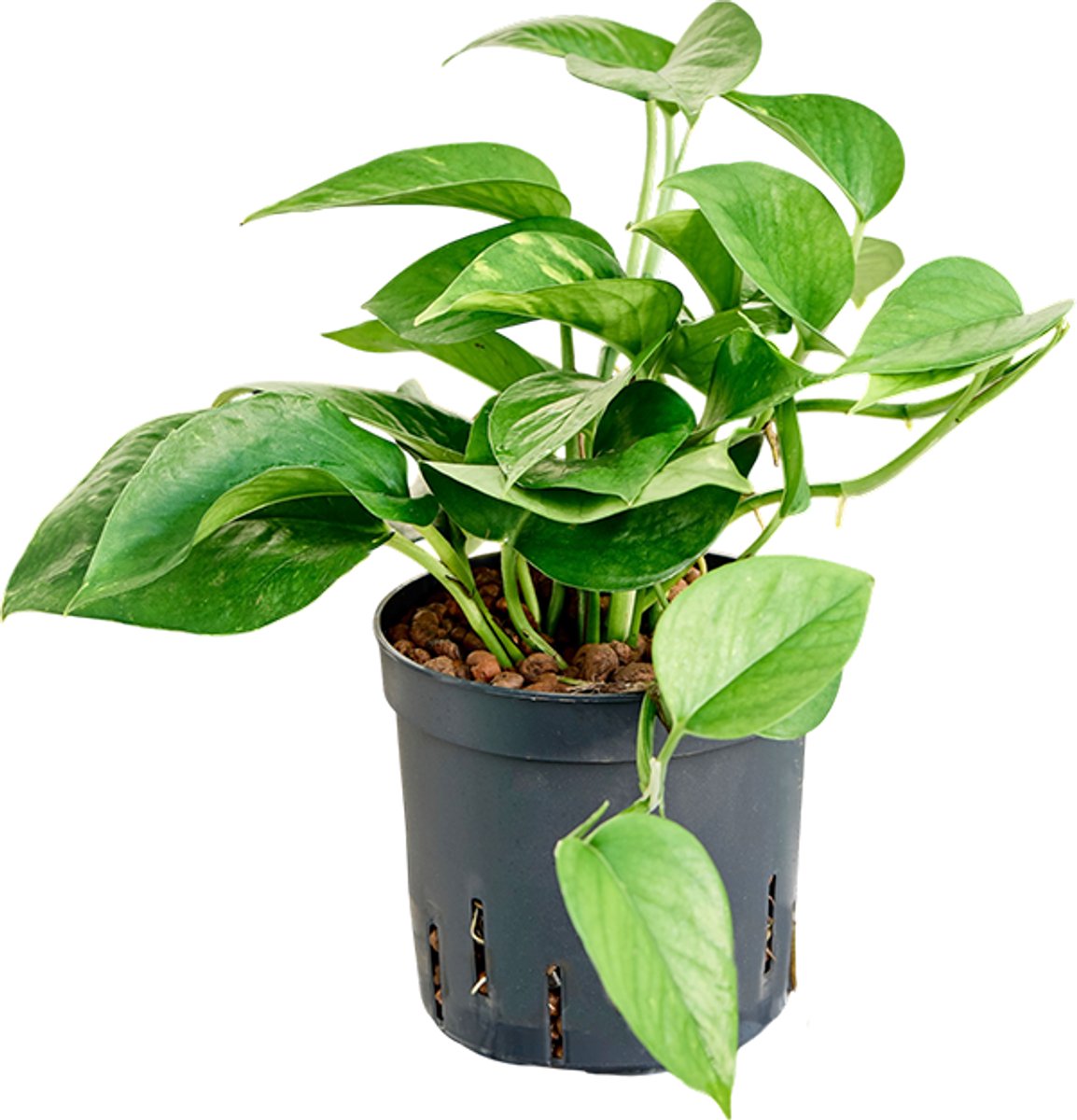 Scindapsus Hydrocultuur - 25