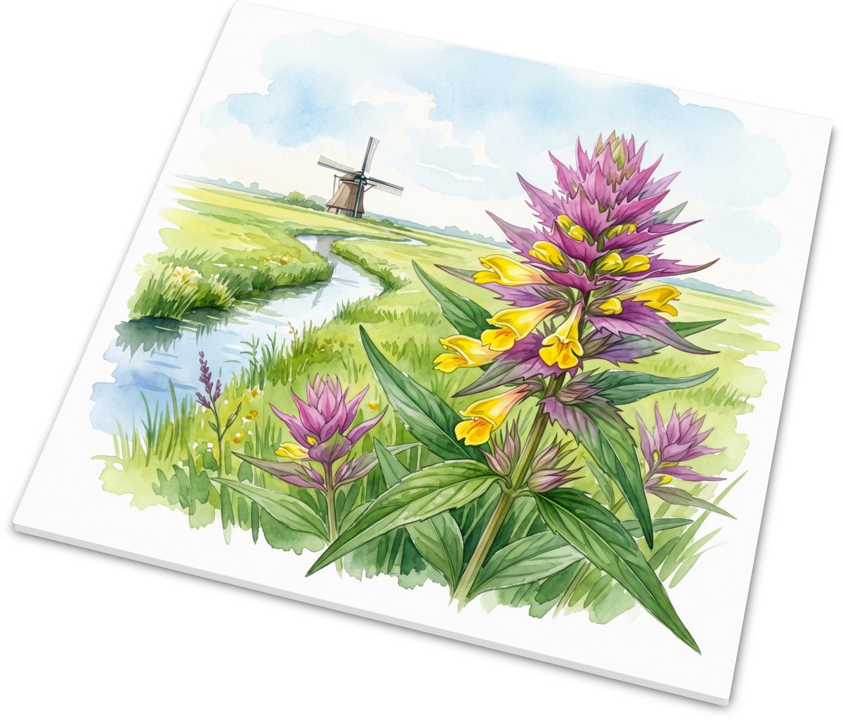 Wandtegeltje Wilde Weit Melampyrum arvense Aquarel - Glanzend Tegeltje met Zonnig Hollands