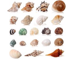 Grote Natuurlijke Schelpen voor Hummer, Verpakking van 21 Stuks, 7.5 - 12 cm, Decoratie voor Aquaria en Ambachten, Maritieme Versiering
