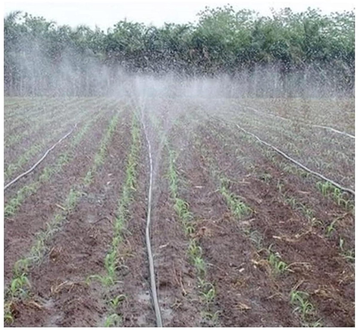 Druppelslang - Irrigatieslang - Planten Water Geven - Flexibel en Knikvrij - 30 Meter - Zwart