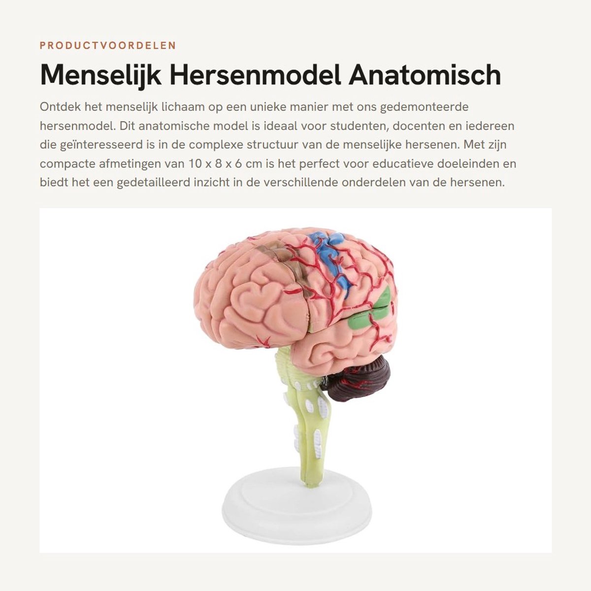 Dailygoods- Hersenmodel Gedemonteerd - Anatomisch Model - Menselijk Brein - Hoogwaardige Kunststof - Lichtgewicht - Afmetingen 10 x 8 x 6 cm