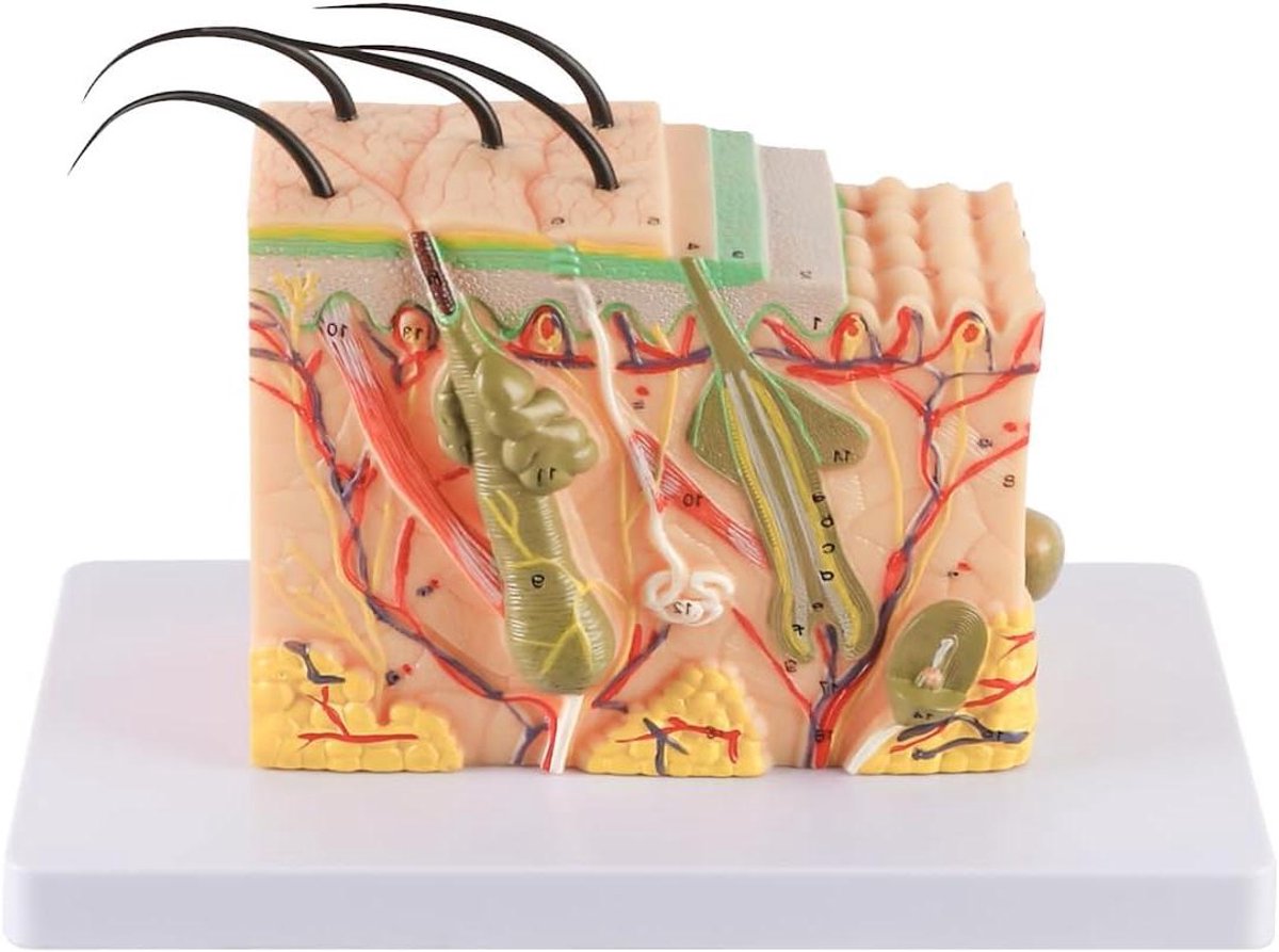 Huidmodel - Anatomie model - Studie - 35x vergroting - 25 markers - Meerdere kleuren