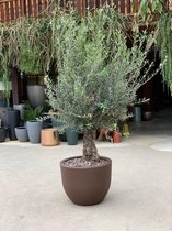 Combi deal - Olijfboom Olea Europaea Bonsai inclusief bronzen eggy pot1 - 225 cm