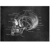 Anatomy Poster Head Black - 50x70cm Canvas - Multi-color