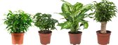 4 geweldige kamerplanten | Koffieplant, De dief van Bagdad, 2x Ficus | Luchtzuiverende planten Ø 12 cm - Hoogte 30 cm (waarvan +/- 20 cm plant en 10 cm pot)