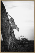 JUNIQE - Poster met kunststof lijst Pouncing Leopard -20x30 /Wit &
