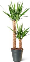 Palmlelie (Yucca) Kamerplant - Medium - Hoogte 100cm - Potmaat 24cm - Plantery