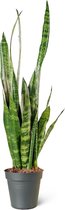 Vrouwentong (Sansevieria Coral Black) Kamerplant - Medium - Hoogte 70cm - Potmaat 21cm - Plantery