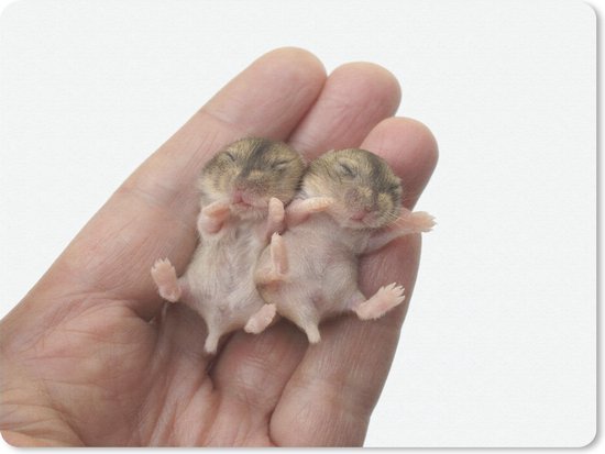 Inwoner Kloppen vinger Muismat - Mousepad - Twee baby hamsters - 40x30 cm | bol.com