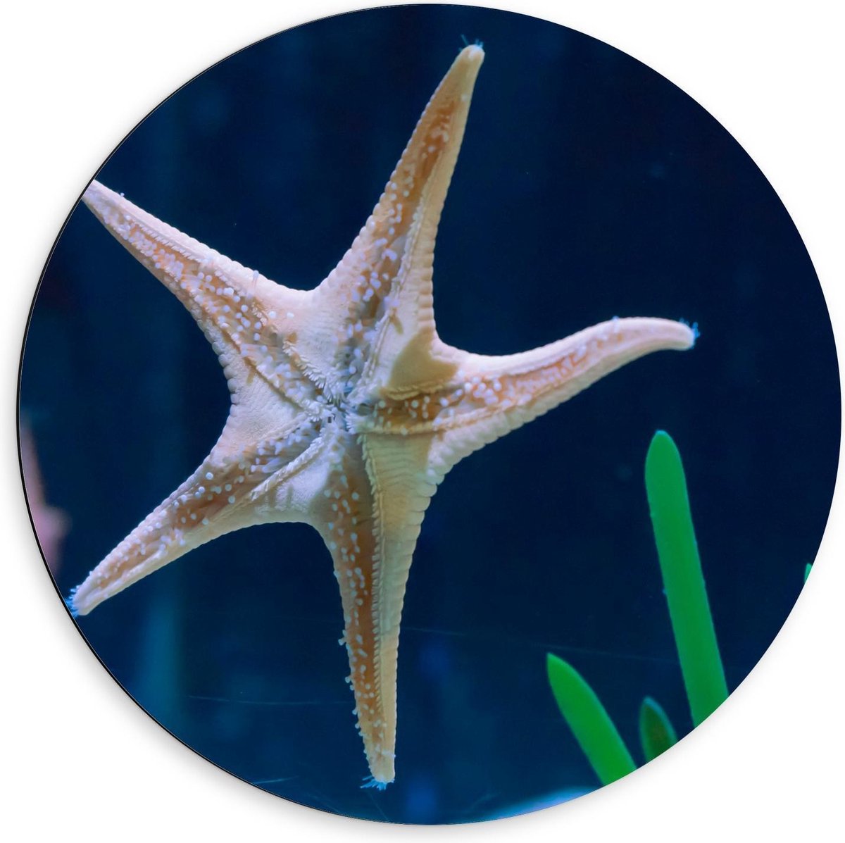 Dibond Wandcirkel - Zeester in Aquarium - 60x60cm Foto op Aluminium Wandcirkel (met ophangsysteem)