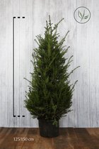 10 stuks | Taxus baccata Pot 125-150 cm - Formele haag - Geschikt voor vormsnoei - Vruchtdragend - Weinig onderhoud