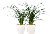 Kamerplanten van Botanicly – 2 × Olifantenpoot incl. sierpot wit als set – Hoogte: 35 cm – Beaucarnea recurvata