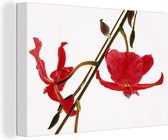 Deux orchidées rouges sur fond blanc Toile 90x60 cm - Tirage photo sur toile (Décoration murale salon / chambre) / Peintures florales sur toile