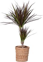 Kamerplant van Botanicly – Drakenboom – Hoogte: 75 cm – Dracaena Marginata Magenta