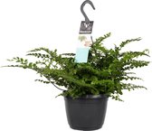 Varen van Botanicly – Nestvaren – Hoogte: 40 cm – Asplenium Parvati