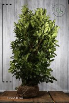 5 stuks | Laurier 'Rotundifolia' kluit 200-225cm - Grootbladig - Snelle groeier - Snel zichtdicht - Wintergroen