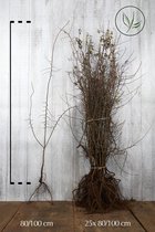 25 stuks | Sleedoorn Blote wortel 80-100 cm - Bladverliezend - Bloeiende plant - Informele haag - Insectenlokkend - Vruchtdragend
