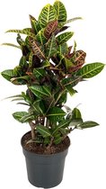 Croton Petra 100 cm