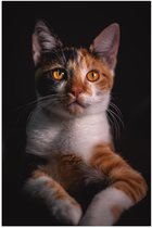 Poster – Bruin/Witte Kat met Oranje Ogen - 60x90cm Foto op Posterpapier
