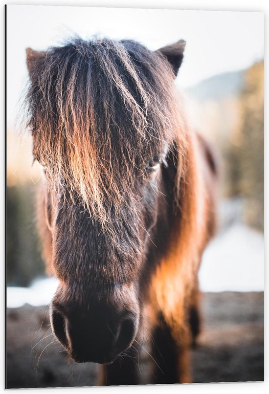 Dibond - Bruine Aankijkende Pony - 60x90cm Foto op Aluminium (Wanddecoratie van metaal)