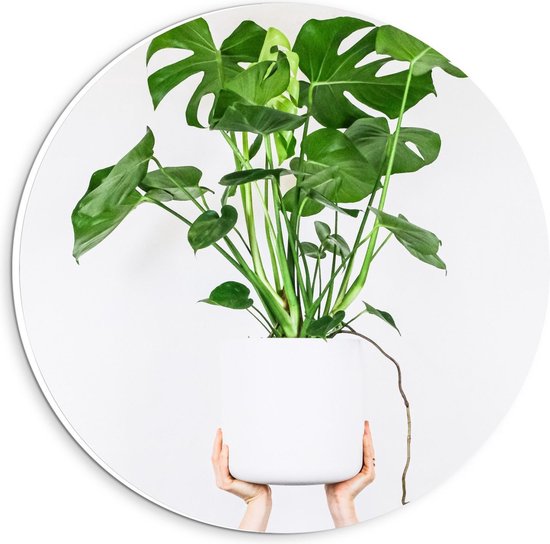 Forex Wandcirkel - Witte Plantenpot op Handen - 20x20cm Foto op Wandcirkel (met ophangsysteem)