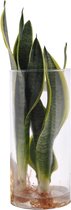 FloriaFor - Sanseveria In Cylinderglas - - ↨ 30cm - ⌀ 18cm