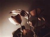 Nederlandse fotografen: bloemen klein door J.C. Moyer op aluminium, formaat is 45x100 CM)