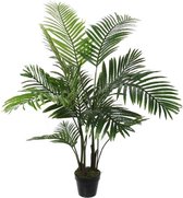 Areca in pot - 18 x 120cm