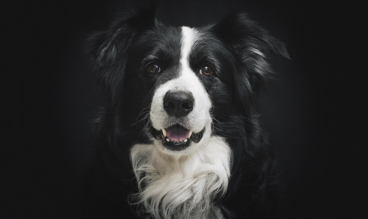 Schilderij - hond - border collie - Collectie faces - Dibond wit - 118x70cm