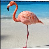 Dibond - Flamingo op Tropisch Strand - 80x80cm Foto op Aluminium (Wanddecoratie van metaal)