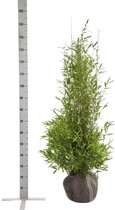 10 stuks | Fargesia nitida Kluit 100-125 cm - Groeit breed uit - Groeit opgaand - Snelle groeier