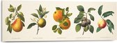 Schilderij Fruit Illustratie