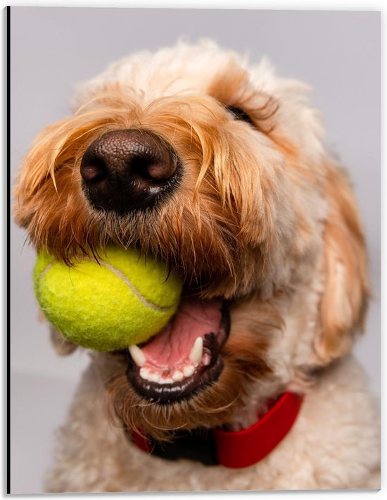 Dibond - Blonde Labradoodle Hond met Tennisballetje - 30x40cm Foto op Aluminium (Met Ophangsysteem)