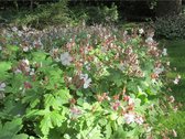 6x Ooievaarsbek (Geranium macr. 'Spessart') - P9 pot (9x9)