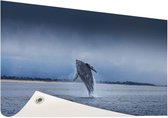 Schuttingposter Brede foto van springende walvis - 200x100 cm - Tuindoek