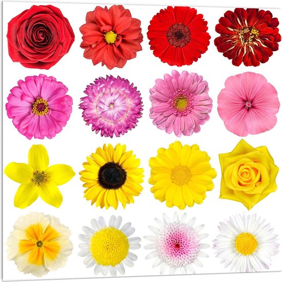 Acrylglas - Rode, Roze, Gele en Witte Bloemen - 100x100cm Foto op Acrylglas (Met Ophangsysteem)