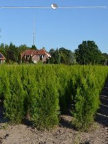 Westerse Levensboom Thuja Smaragd 80-100 cm, 3x Haagplant