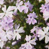 25 x Phlox subulata 'Bavaria' - Vlambloem in 9x9cm pot met hoogte 5-10cm