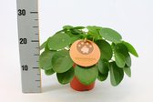 Kamerplant van Botanicly – Pannenkoekenplant – Hoogte: 30 cm – Pilea Peperomioides