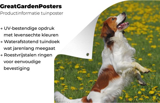 Kooiker se dresse sur les pattes de derrière affiche de jardin toile en vrac 40x60 cm - petit - toile de jardin / toile d'extérieur / Peintures pour l'extérieur (décoration de jardin)