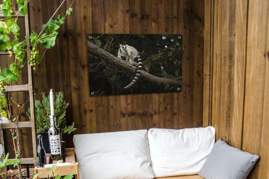 Lémur catta dans son habitat naturel Affiche de jardin 90x60 cm - Toile de jardin / Toile d'extérieur / Peintures d'extérieur (décoration de jardin)