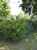 Laurier Prunus Herbergii 80-100 cm, 3x Haagplant