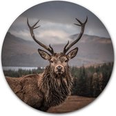 Wandcirkel Scottisch Deer op hout - WallCatcher | Multiplex 60 cm rond | Houten muurcirkel Rendier