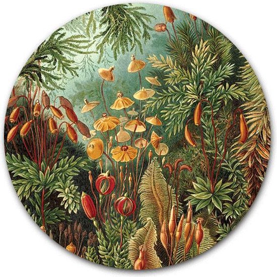 Cercle mural Muscinae sur bois - WallCatcher | Multiplex 60 cm rond | Chef-d'œuvre d'Ernst Haeckel| Cercle mural en bois Oeuvres des Oude Meesters