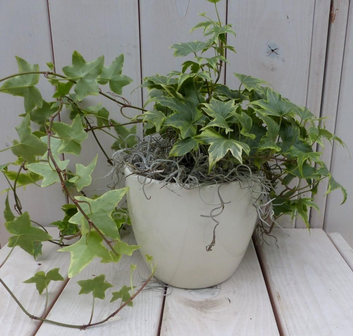 Klimop Hedrea bont creme pot 25 cm