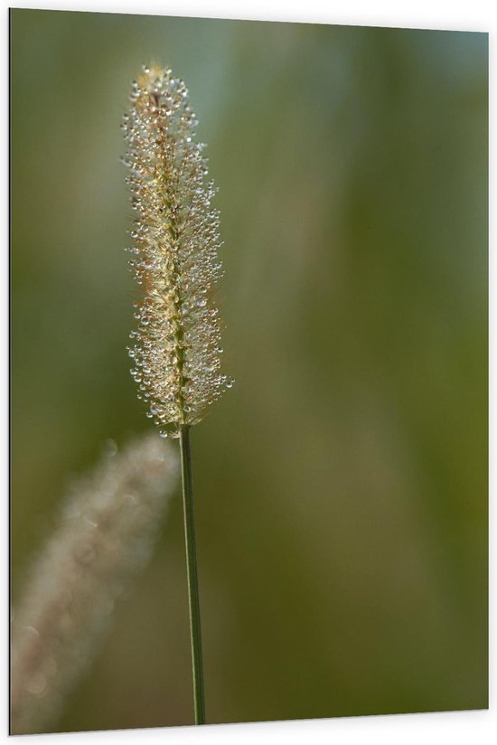 Dibond - Groene Graan Pluim - 100x150cm Foto op Aluminium (Wanddecoratie van metaal)