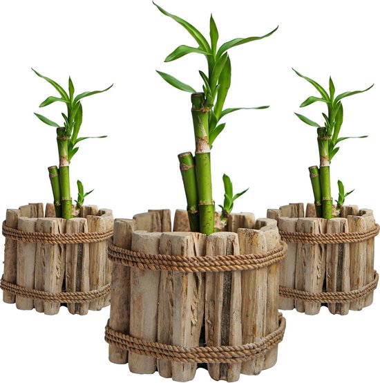 Bamboe plant | 25 cm | 'Lucky Bamboo' Houten Driftwood Pot | Geluksbamboe |... | bol.com